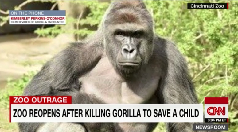 동물원의 고릴라 우리에 빠진 아이를 구하려 고릴라를 사살한 사건을 보도하는 CNN 뉴스 갈무리.