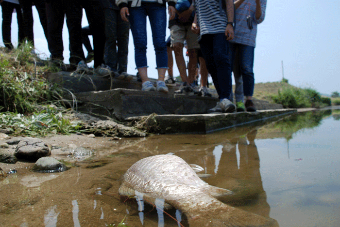 공주보 상류 수상공연장에 죽어 있는 물고기.