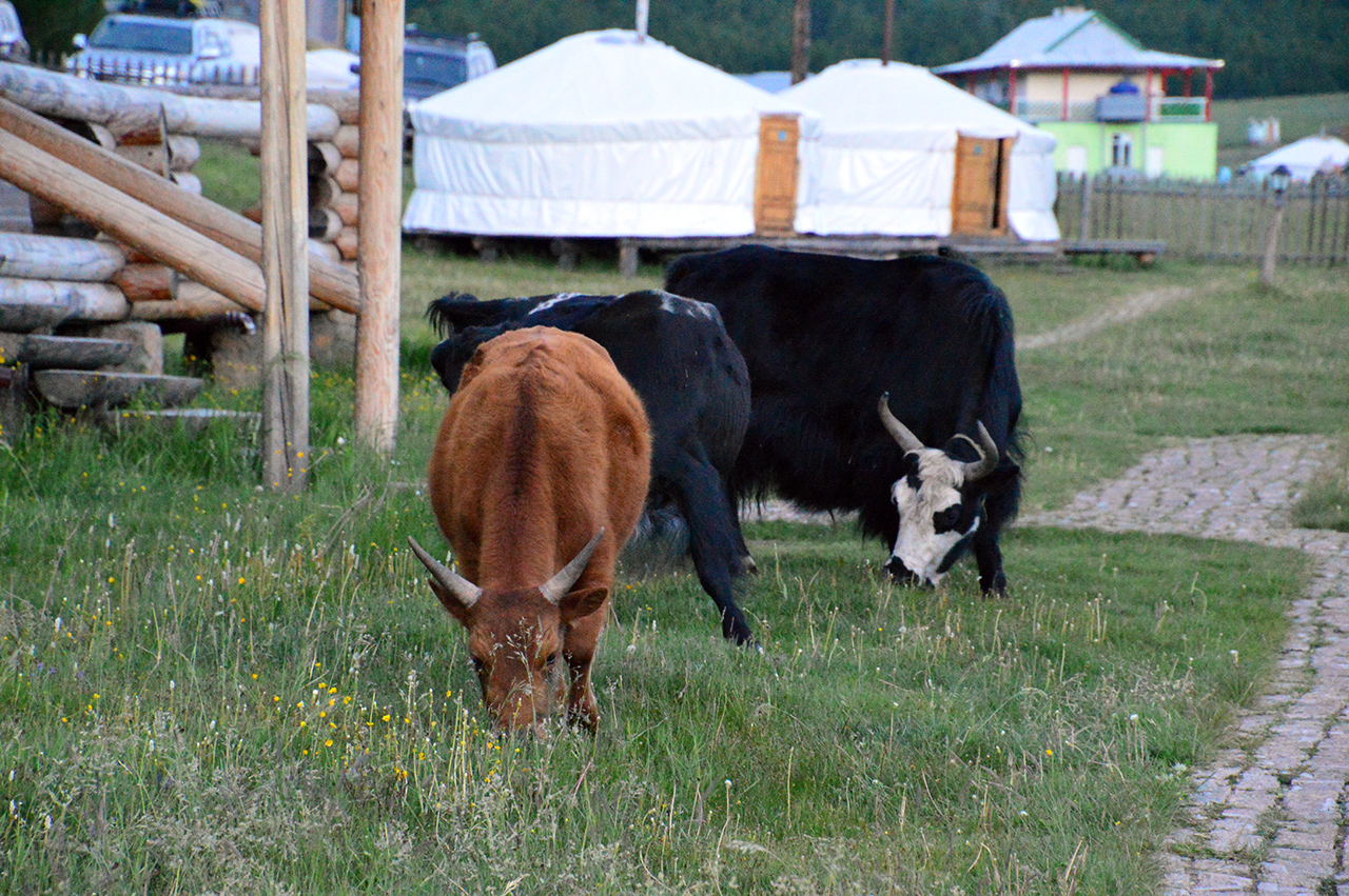 게르 캠프에 들어온 소떼.  게르 바로 앞까지 옆 동네 소들이 들어와서 풀을 뜯고 있다.