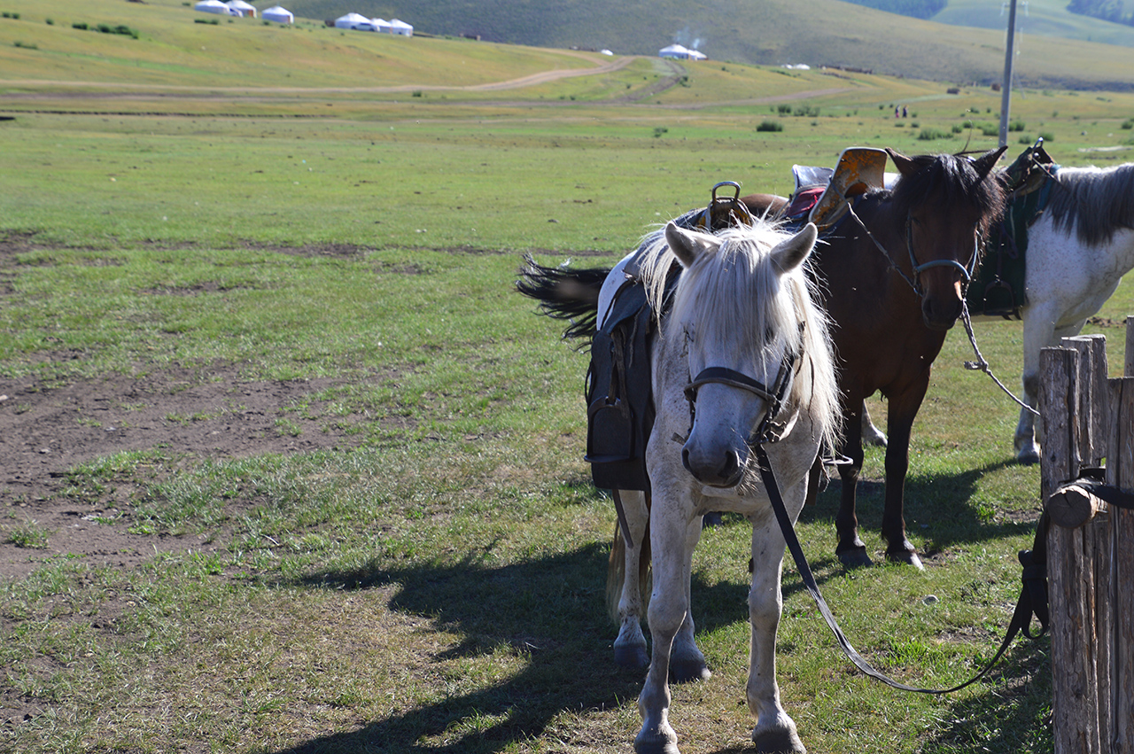 승마용 말들. 몽골의 초원으로 우리를 안내할 말들이 내가 쉬고 있는 게르를 찾아 왔다.