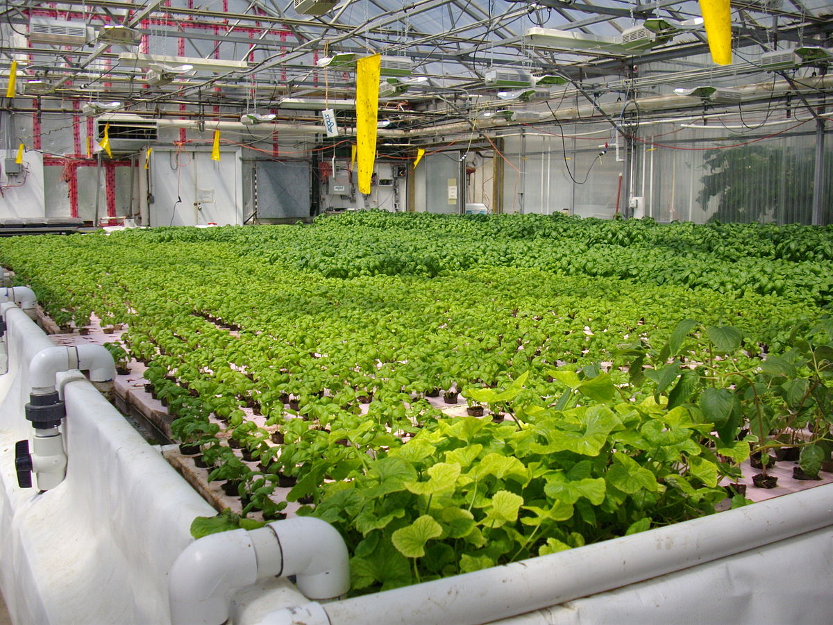 미국 알버타 브룩스에 있는 뗏목방식의 수경재배 농장