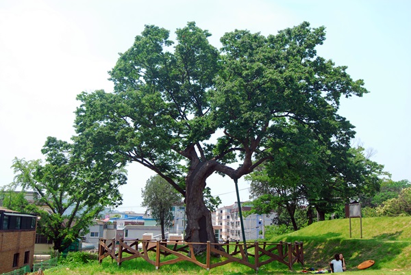 객사 앞에 서 있는 수령 500년의 느티나무