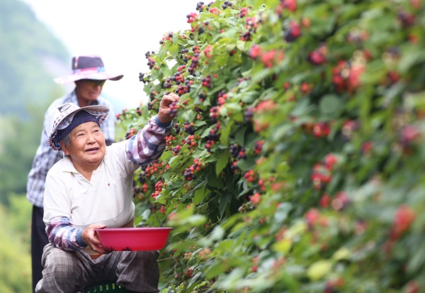  8일 경남 함양 지곡면 덕암리 강기형(74)씨 복분자 밭에서 복분자 수확이 한창이다.
