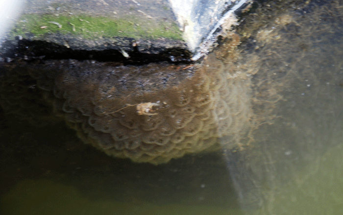세종보 수자원공사 선착장 부표에 큰빗이끼벌레가 붙어있다.