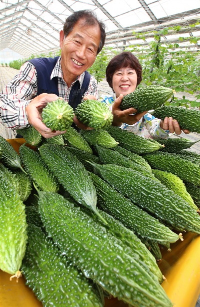  9일 경남 함양군 안의면 석천리 전삼윤(66)씨의 여주 수확.