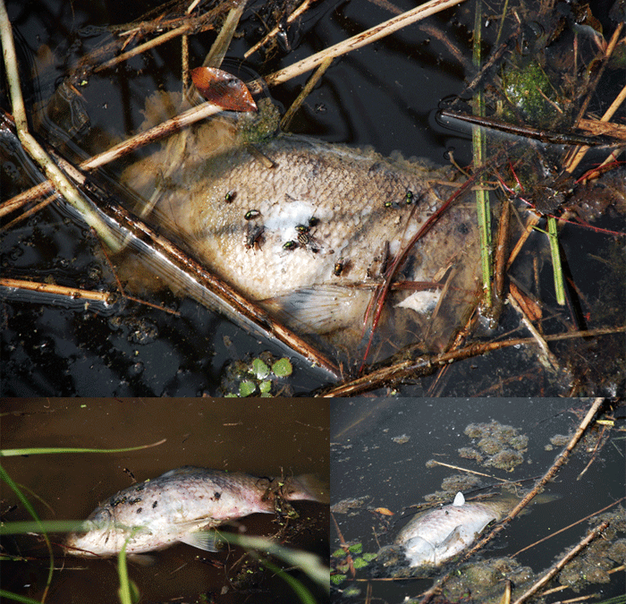 각종 부유물과 물이끼가 가득한 강물엔 죽은 물고기만 가득하다.