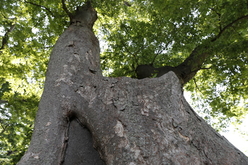 아름다리 고목. 법성포 숲쟁이공원에서 만난 여러 나무 가운데 한 그루다.