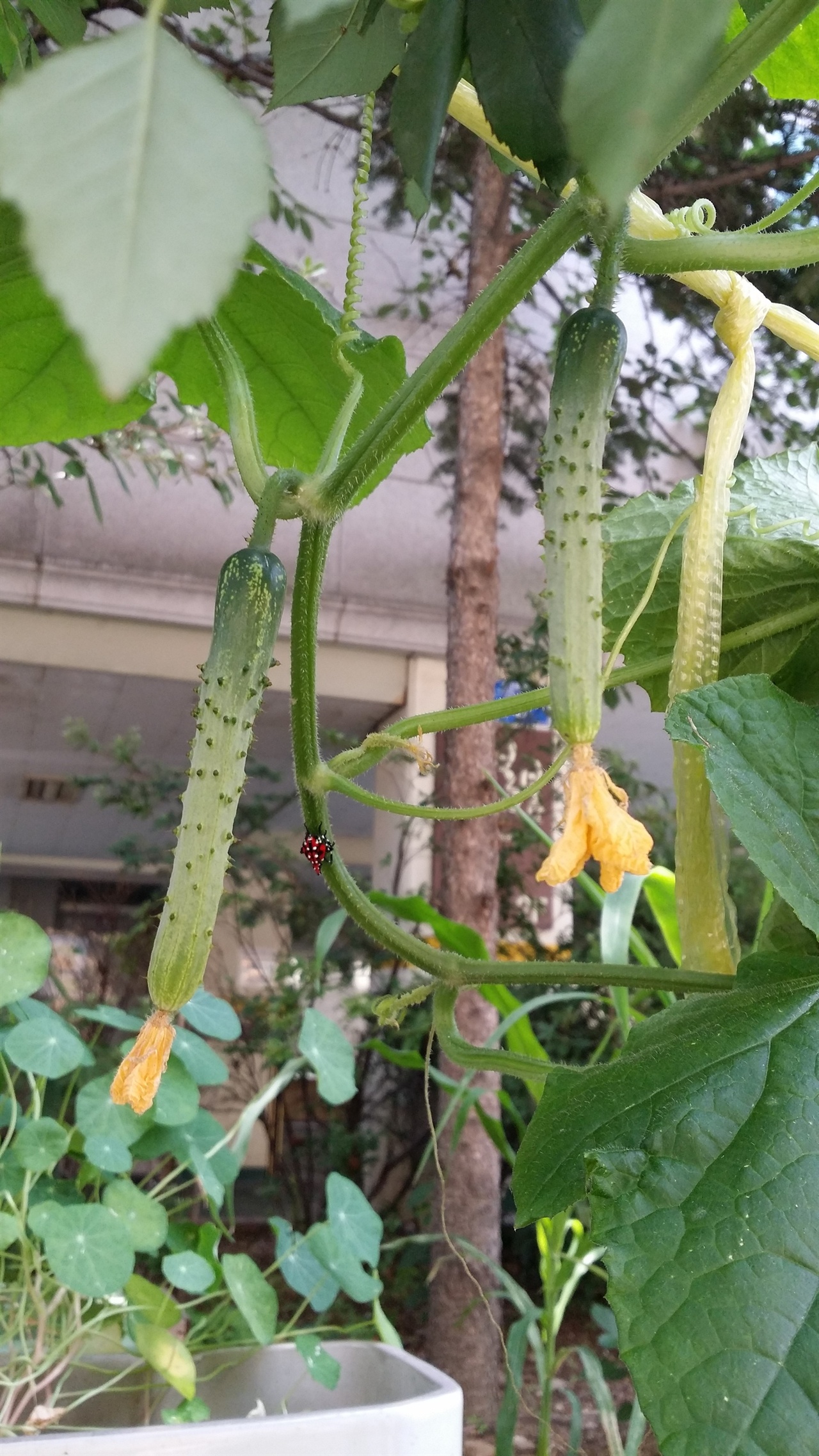  골목텃밭에서 익어가는 농삿물들. 이 친환경 야채들은 카페 봄봄 백반 음식과 술 안주의 재료로 쓰였다.