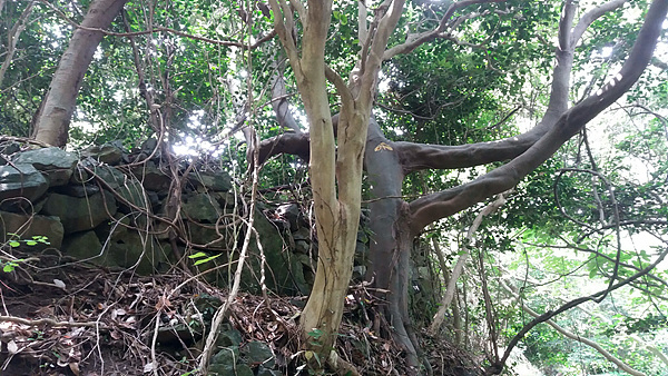 비렁길 4코스 주변의 제멋대로 꼬불꼬불하게 자란 나무가 캄보디아 앙코르와트 사원에서 보았던 나무를 연상케 했다. 