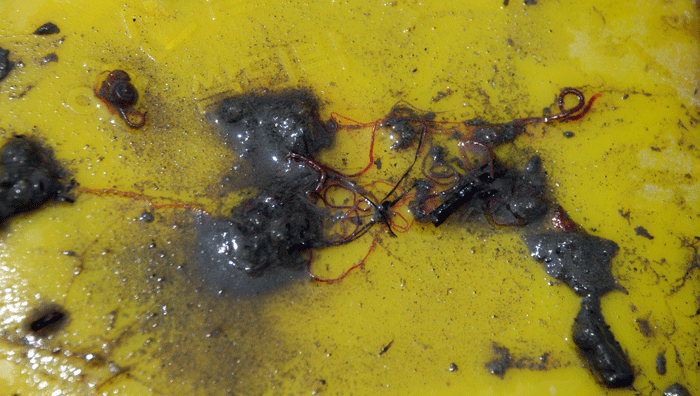 강바닥에서 퍼 올린 펄 흙 속에서는 환경부 수 생태 4급수 오염지표 종인 붉은 깔따구와 실지렁이가 득시글하다.