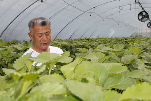 딸기하우스에 선 정재근 씨. 정 씨는 올해도 딸기를 판 수익금 가운데 일부를 적립, 사회적 농업을 실천하고 있다.