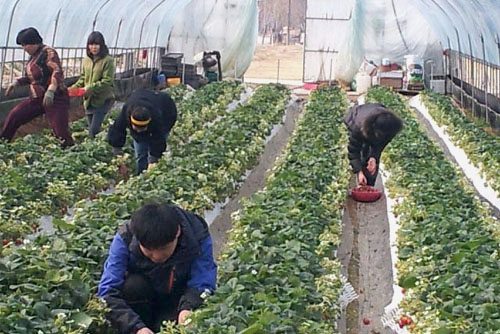 장애 어린이들이 정재근 씨가 제공한 딸기밭에서 딸기수확을 체험하고 있다. 장애 어린이들의 딸기 재배 및 수확체험도 사회적농업의 일환이다.