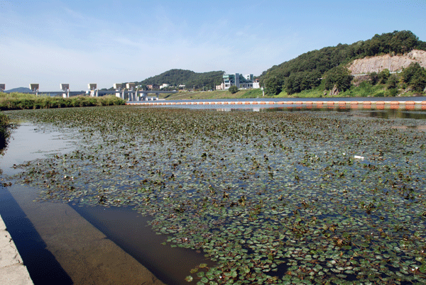  공주보 좌안 300m 지점인 수상공연장에 저수지나 늪지에 서식하는 마름이 꽉 들어차 있다.