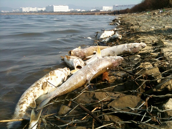 지난 2012년 늦가을 4대강사업 준공 후 터진 물고기 떼죽음 사태. 정부 당국은 아직까지 그 원인을 못 찾았다. 