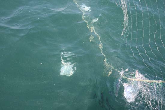 지난 2008년 5월 31일 오이도 앞바다 병어 조업 장면입니다. 그물에 병어가 잡혀 줄줄이 올라왔었습니다. 