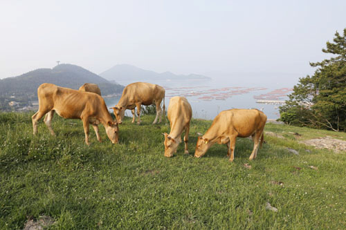 해변의 산비탈에서 한가로이 풀을 뜯고 있는 소들. 청정 바다로 소문 난 전라남도 완도에 있는 백두목장 풍경이다.