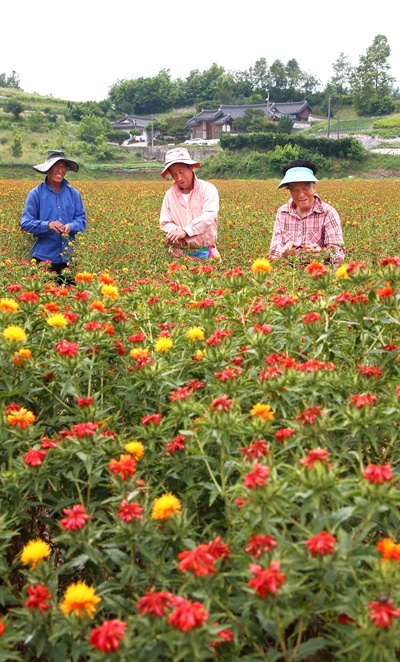  20일 경남 함양군 유림면 회동마을 박찬진(74)씨 홍화밭에서 농민들이 활짝 핀 홍화꽃을 따고 있다.