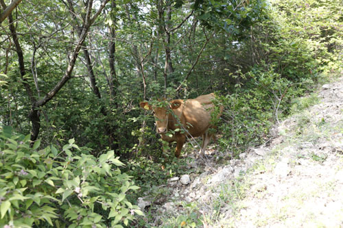 소 한 마리가 산비탈에서 나뭇잎을 뜯어 먹다가, 이방인의 출현을 경계하고 있다.