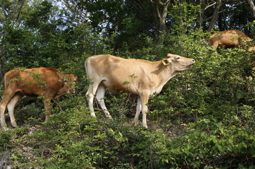 소들이 산비탈에서 나뭇잎을 뜯어먹고 있다. 백두목장의 소들은 산비탈의 초원에서 나뭇잎과 풀을 뜯으며 노닌다.