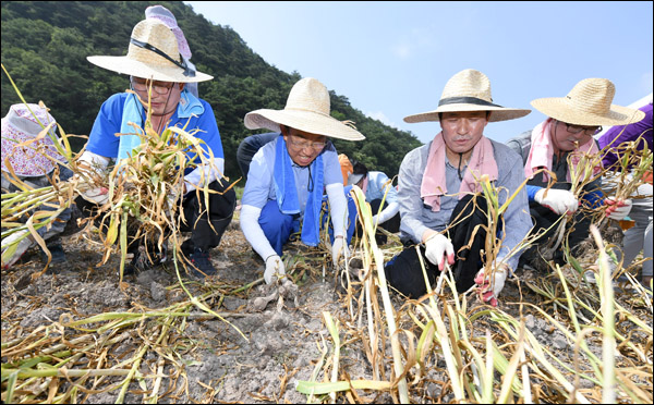 우원식 더불어민주당 원내대표 등 야당 의원 12명이 지난 19일 경북 의성군의 한 마늘밭을 찾아 일손돕기에 나섰다. 김관용 경북도지사도 일정을 제치고 달려와 야당 국회의원들과 함께 했다.