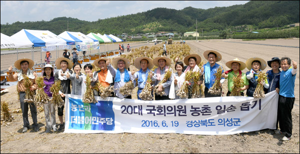 우원식 더민주 원내대표 등 12명의 국회의원들이 19일 경북 의성의 한 마늘밭을 찾아 일손돕기에 나섰다.