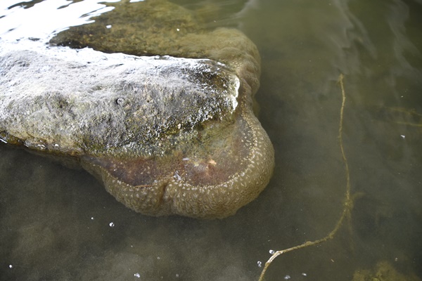 금호강에서 목격된 대형 큰빗이끼벌레가 바윗돌에 붙어 자라고 있다