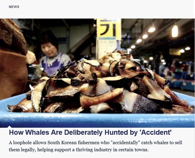내셔널 지오그래픽 6월 16일자에 <(한국에서) 고래들은 어떻게 '우연히' 의도적으로 포획되는가>라는 기사가 실렸다