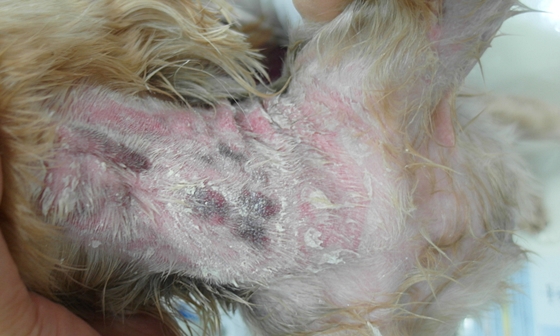 키우던 개가 피부병이 발생하자 보호자가 임의로 연고를 구입하여 치료를 했다가 호전되기는 커녕, 오히려 피부에 큰 화학적 손상을 입힌 사례이다.