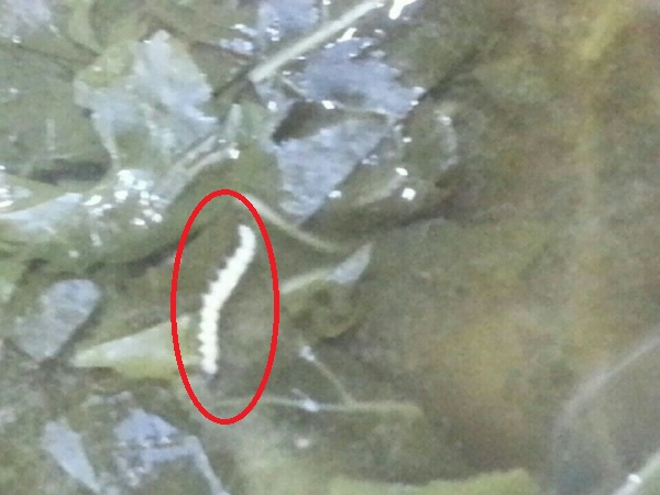 지난해 겨울방학 전 급식에서 검출됐다고 주장되는 애벌레 추정 이물질(붉은선 안).