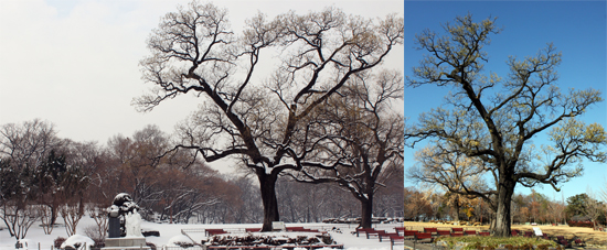 대구 중구 대신동 달성공원 가운데에 있는 '서침나무'의 겨울과 봄 모습. 서침은 본래 서씨문중의 땅이었던 달성을 정부에 헌납했다.