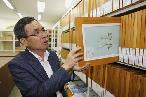 정연권 구례군농업기술센터 소장이 한국압화박물관의 수장고에서 압화 표본을 꺼내고 있다. 정 소장은 지리산 자락 야생화 연구에서부터 산업화까지 이끌면서 '야생화 박사' 별칭을 얻었다.