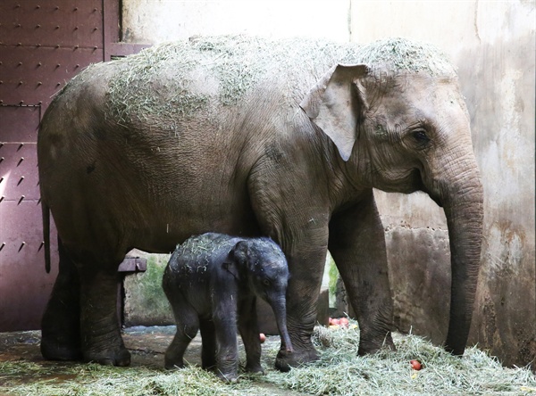 서울대공원이 국제적 멸종위기에 놓인 '아시아코끼리'를 번식하는데 성공했다고 28일 밝혔다. 이번에 태어난 아기코끼리는 2010년 스리랑카 정부로부터 기증받은 가자바(수컷)와 수겔라 사이에서 태어났다. 사진은 가자바와 수겔라 사이에서 태어난 아기코끼리.
