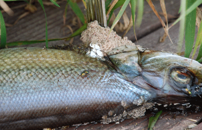 4대강 사업이 시작된 2009년부터 매일같이 죽어가는 물고기를 보고 있습니다. 공주보 주변에서 썩어서 구더기가 발생한 물고기입니다.
