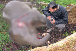 폭발물이 든 먹이를 먹고 죽은 코끼리의 사체 (출처)Change.org 