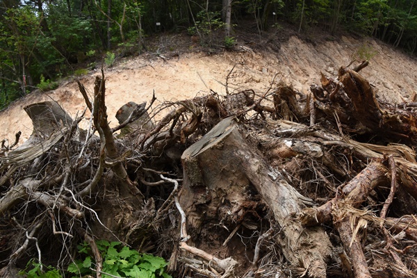 임도 공사로 훼손된 나무들. 3킬로미터 정도 공사에 나무 1200 구루가 잘려나갔다.