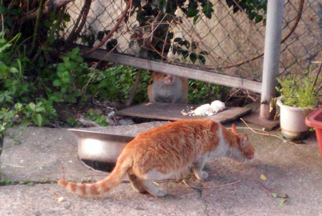 고양이 두 마리, 먹이를 앞에 두고 긴장이 넘쳤습니다. 뒤쪽 고양이가 먹이를 받아먹는 녀석이고, 앞쪽 큰 고양이는 불청객입니다. 가만 지켜 봤더니...