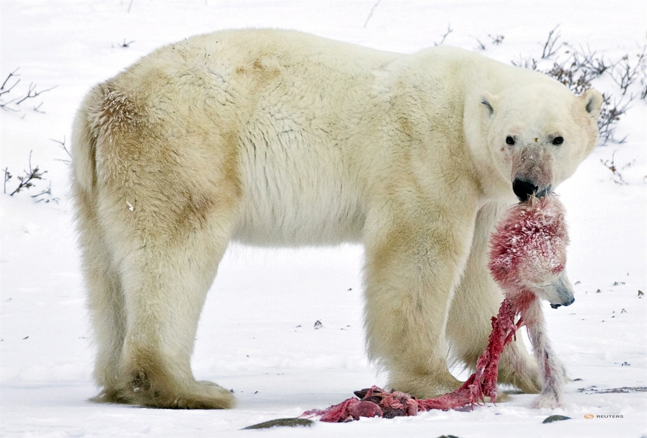  캐나다 처칠 북부에서 북극곰 수컷이 잡아먹은 새끼의 머리를 옮기고 있다. 온난화의 영향으로 먹을 것이 부족하자 동족을 잡아먹는 사례가 늘고 있다. Iain D. Williams /2009.11.20
