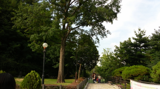 손기정 체육공원에 심어진 참나무. 손기정 선수가 1936년 베를린 올림픽에서 우승기념으로 받아온 참나무다. 