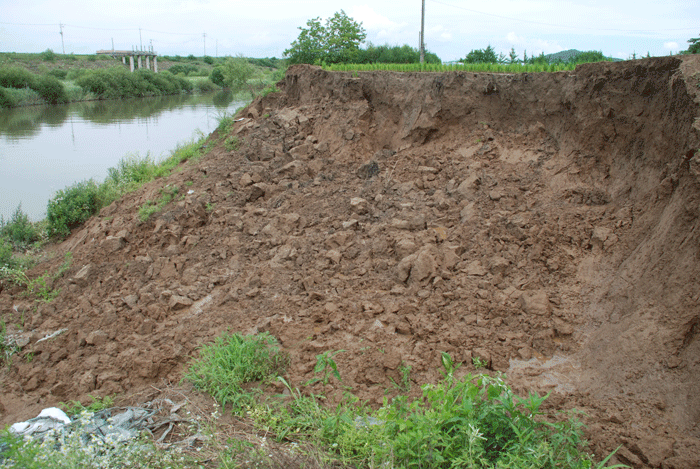 부여군 규암면 호암리 농경지의 논에 심어 놓은 모가 역행침식으로 바닥을 나뒹굴고 있다.