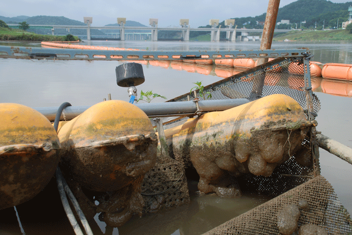 공주보 상류 수상공연장에 설치된 마이크로버블기에 이끼벌레가 덕지덕지 붙어있다.