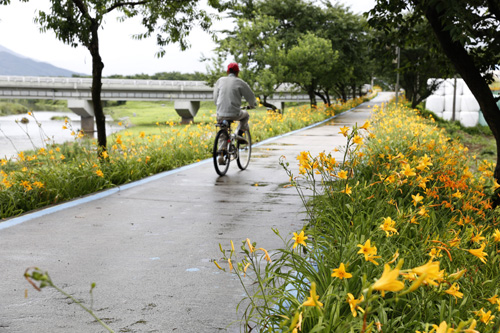 노란 원추리 꽃길을 따라 마을주민이 자전거를 타고 지나고 있다. 지난 7월 6일 한바탕 소나기가 쏟아진 직후다.