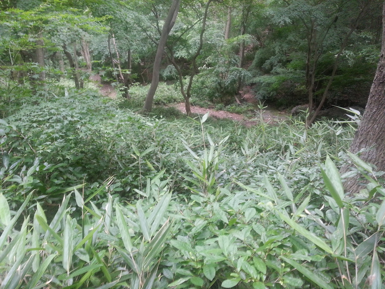 산운사 도솔암 계곡 야생차 밭 숲과 어우러진 야생차 밭