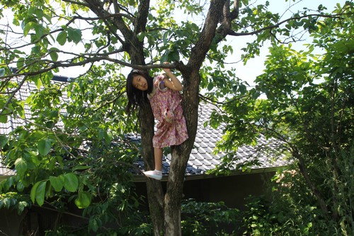 뒤꼍 감나무를 타면서 놀기