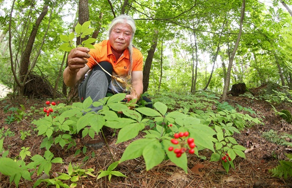  '제13회 함양산삼축제’를 앞둔 13일 백두대간 자락인 경남 함양군 안의면 해발 700m 한 야산에서 온원석씨가 빨갛게 영근 산양삼 열매를 살펴보고 있다. 