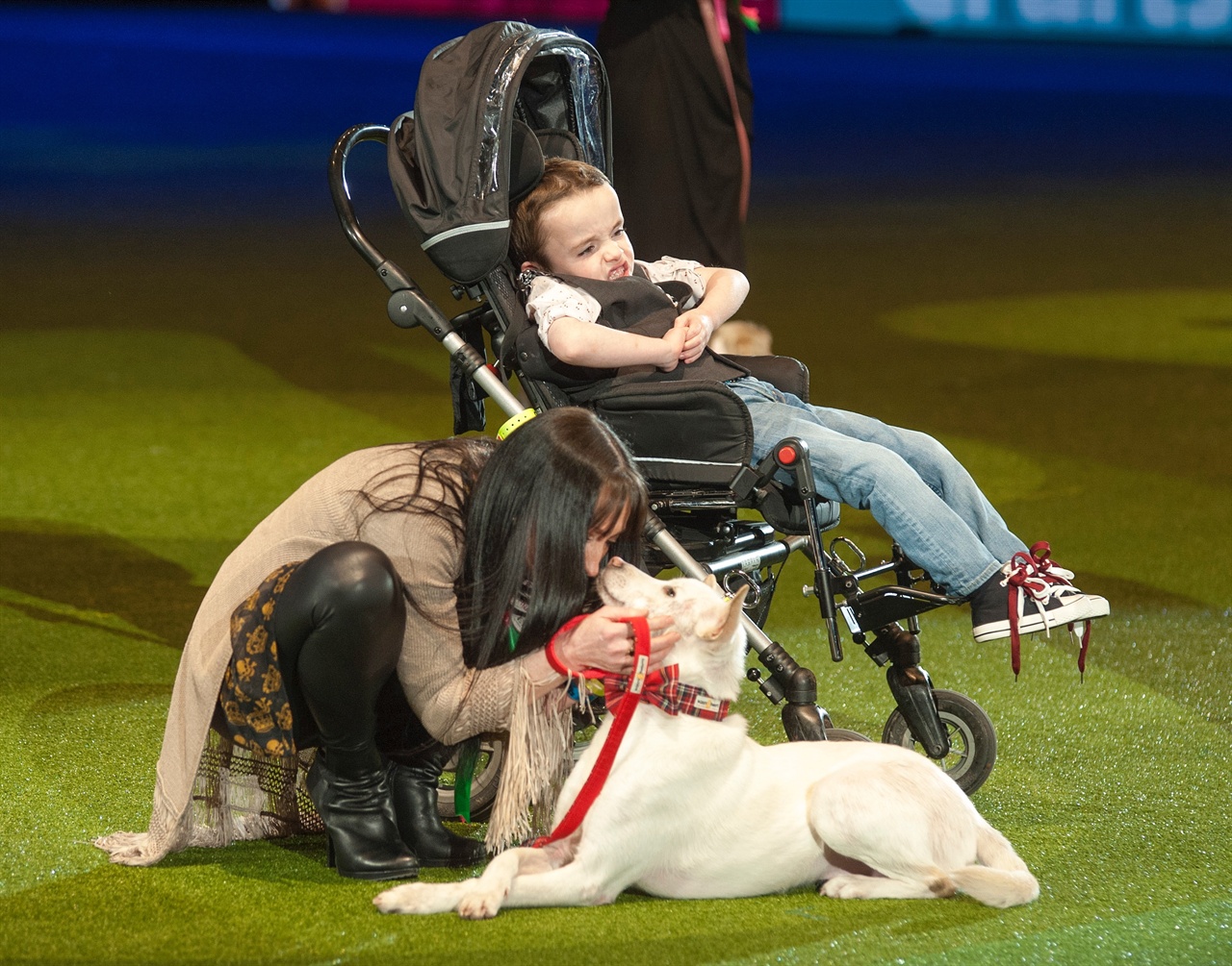 2015년 영국 크러프츠 도그쇼에서 미라클은 '베스트 서포트 독(Best support dog)'부문에서 우승했다. 