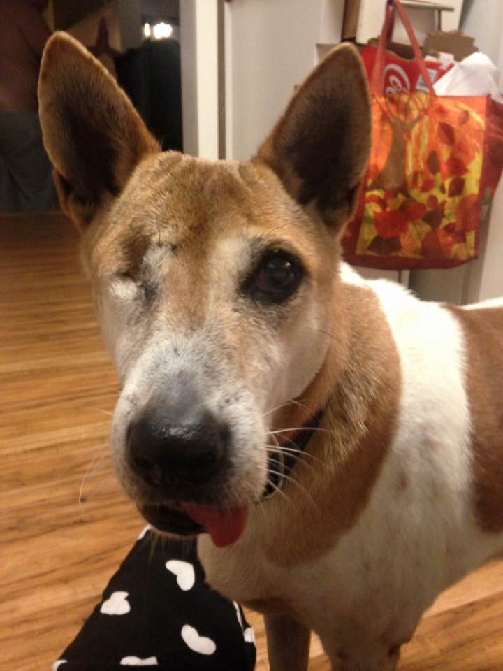 지난 6월 태국에서 캐나다 밴쿠버로 이송된 열 마리 개 중의 하나인 댈러스. 한 눈이 빠지고 턱 부상으로 혀가 입 밖으로 나오는 장애를 입었다. 