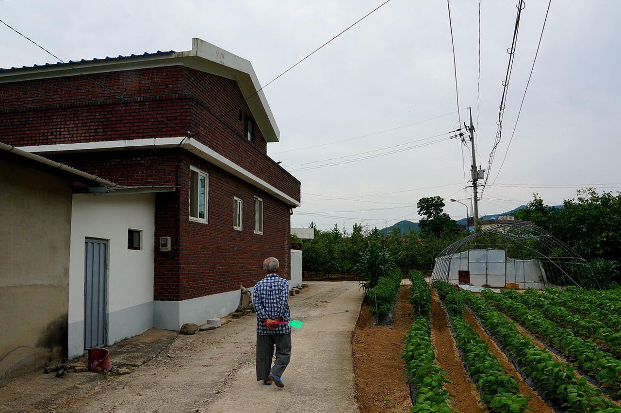 고동색벽돌집이 박효일선생 집이다. 그의 할아버지는 독립운동을 하였고 청송에 처음으로 사과묘목을 들여와 현재 청송사과를 있게 한 분이다.. 