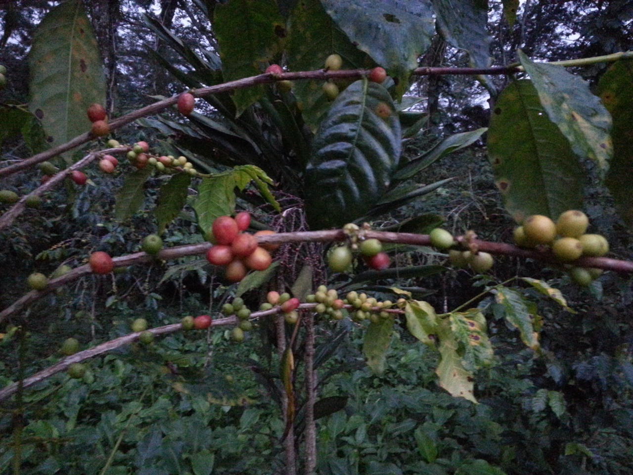 커피생산자협동조합 학빛(Hakbit) 오르다 만난 커피나무