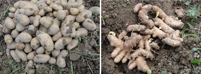           사진 왼쪽 캔 감자와, 사진 오른쪽 묻은 울금 씨 뿌리입니다. 