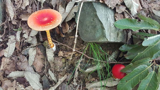 요즘 비가 자주 와서인지, 예쁜 빛깔의 버섯들이 눈에 띄었다. 